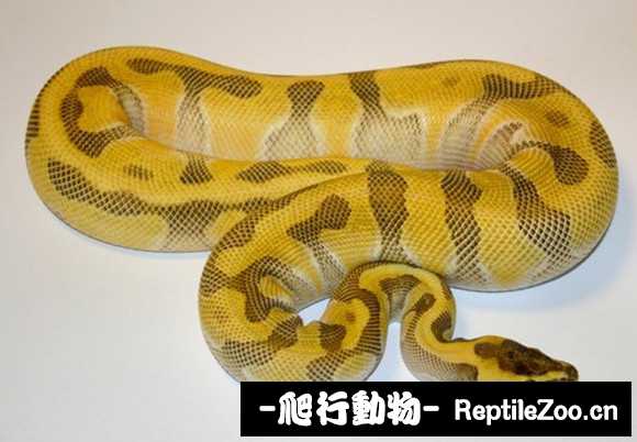 display_picture.php?url=http%3A%2F%2Fimgsa.baidu.com%2Fforum%2Fw%253D580%2Fsign%3D56b18889aa18972ba33a00c2d6cc7b9d%2Fdb86012442a7d9334e3250eeac4bd11372f0014e.jpg