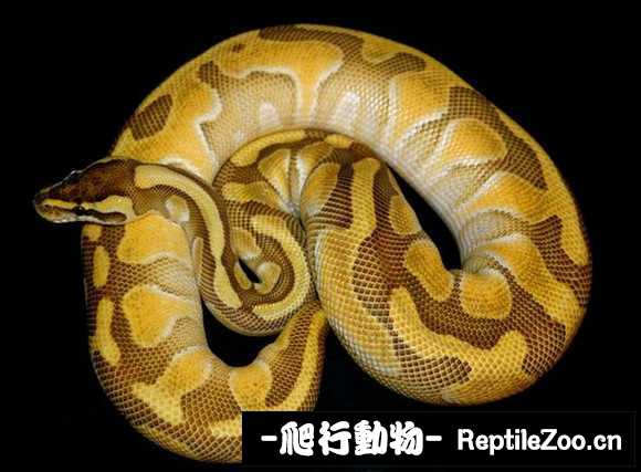 display_picture.php?url=http%3A%2F%2Fimgsa.baidu.com%2Fforum%2Fw%253D580%2Fsign%3D00f1888edc54564ee565e43183df9cde%2F188a6281800a19d8f59b309832fa828ba71e464c.jpg