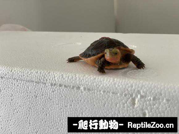142749zz9w68845xo887oj.jpg