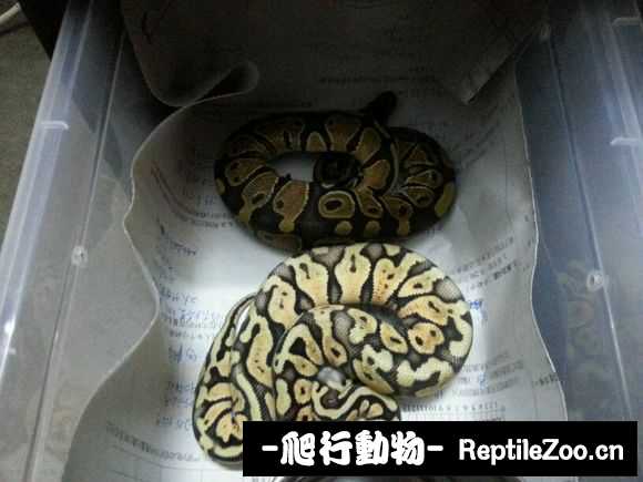 display_picture.php?url=http%3A%2F%2Fimgsa.baidu.com%2Fforum%2Fw%253D580%2Fsign%3Dd4253e7fe7cd7b89e96c3a8b3f254291%2F1ca0df43ad4bd11373d289875bafa40f4bfb0518.jpg