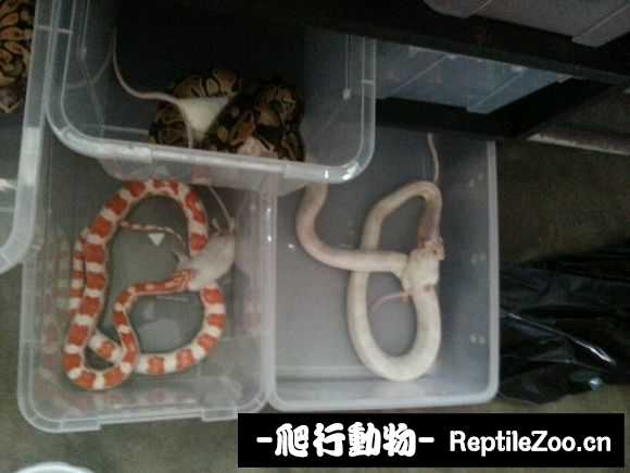 display_picture.php?url=http%3A%2F%2Fimgsa.baidu.com%2Fforum%2Fw%253D580%2Fsign%3D34b1775c8c1001e94e3c1407880f7b06%2Fe2e4212eb9389b50d8bfdee78435e5dde6116efc.jpg