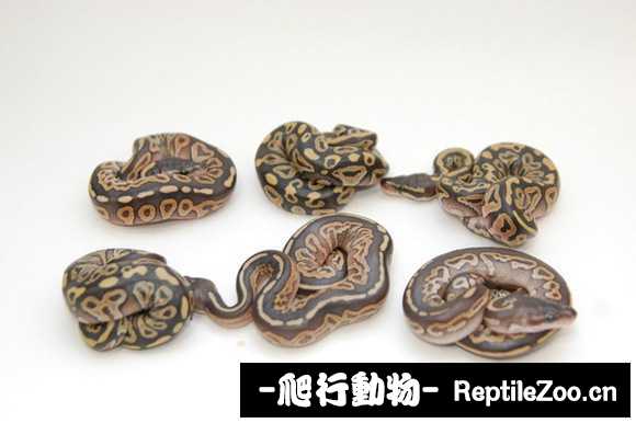 display_picture.php?url=http%3A%2F%2Fimgsa.baidu.com%2Fforum%2Fw%253D580%2Fsign%3D2a4fa44450da81cb4ee683c56267d0a4%2F7f2d992bd40735fa61ec02099f510fb30f240813.jpg