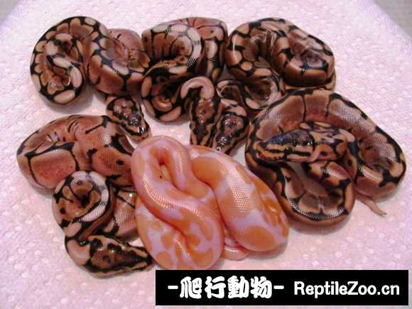 display_picture.php?url=http%3A%2F%2Fimgsa.baidu.com%2Fforum%2Fw%253D580%2Fsign%3D55c2ff14a5c27d1ea5263bcc2bd4adaf%2F85ef8fcb39dbb6fdd39ba8960824ab18962b3777.jpg