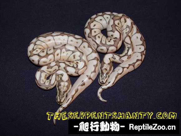 display_picture.php?url=http%3A%2F%2Fimgsa.baidu.com%2Fforum%2Fw%253D580%2Fsign%3D922175b38644ebf86d716437e9f8d736%2Ff118da2a2834349bfa7a2235c8ea15ce36d3be3c.jpg