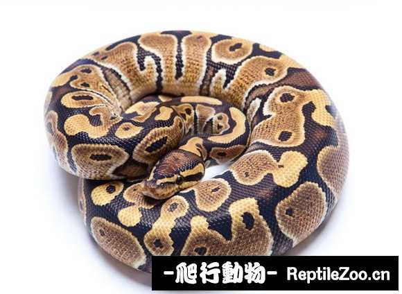 display_picture.php?url=http%3A%2F%2Fimgsa.baidu.com%2Fforum%2Fw%253D580%2Fsign%3Dec9b54d82fdda3cc0be4b82831e83905%2F6c3b75ec54e736d18883414f9a504fc2d462699f.jpg