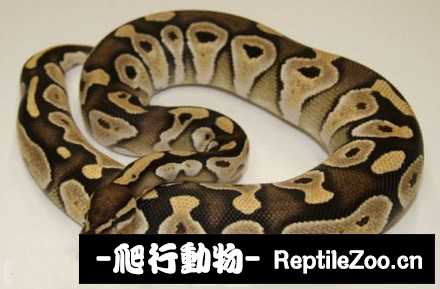 display_picture.php?url=http%3A%2F%2Fimgsa.baidu.com%2Fforum%2Fw%253D580%2Fsign%3D02d66a32d788d43ff0a991fa4d1fd2aa%2Fcfe0a36eddc451da7f1ec1acb7fd5266d1163247.jpg