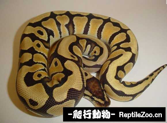 display_picture.php?url=http%3A%2F%2Fimgsa.baidu.com%2Fforum%2Fw%253D580%2Fsign%3D279734c1738da9774e2f86238050f872%2Fe24fd4b44aed2e73e6d371de8701a18b86d6fac4.jpg