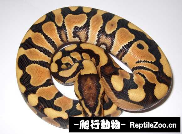 display_picture.php?url=http%3A%2F%2Fimgsa.baidu.com%2Fforum%2Fw%253D580%2Fsign%3D0f57d2fa5343fbf2c52ca62b807fca1e%2Fd8e29f2397dda144643f9b40b2b7d0a20df486c0.jpg