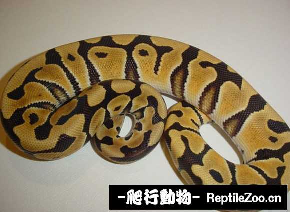 display_picture.php?url=http%3A%2F%2Fimgsa.baidu.com%2Fforum%2Fw%253D580%2Fsign%3D1513522d76c6a7efb926a82ecdfbafe9%2F60ba825494eef01fc82bef37e0fe9925bc317d3f.jpg