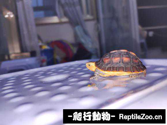 143947gq3f4oacqd53z0fa.jpg