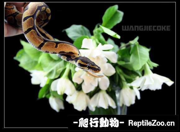 display_picture.php?url=http%3A%2F%2Fimgsa.baidu.com%2Fforum%2Fw%253D580%2Fsign%3Dd71179499c82d158bb8259b9b00b19d5%2F65003dfa828ba61eaecb37884134970a304e5921.jpg