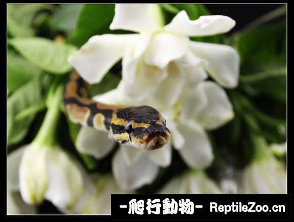 display_picture.php?url=http%3A%2F%2Fimgsa.baidu.com%2Fforum%2Fw%253D580%2Fsign%3D5175798eebc4b7453494b71efffd1e78%2F6d344490f603738df257f385b31bb051f819ec2a.jpg