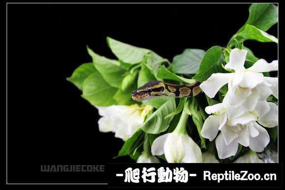 display_picture.php?url=http%3A%2F%2Fimgsa.baidu.com%2Fforum%2Fw%253D580%2Fsign%3D472696f734a85edffa8cfe2b795509d8%2F827b9c58d109b3de67951bcfccbf6c81800a4c21.jpg