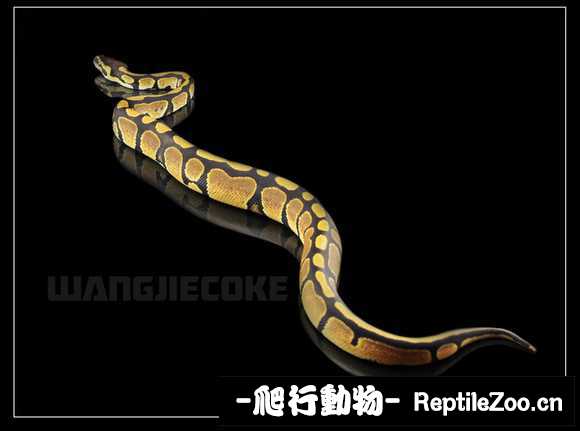 display_picture.php?url=http%3A%2F%2Fimgsa.baidu.com%2Fforum%2Fw%253D580%2Fsign%3De4284d03a4c27d1ea5263bcc2bd4adaf%2F85ef8fcb39dbb6fd62711a810924ab18972b3720.jpg