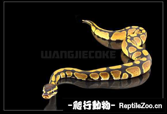 display_picture.php?url=http%3A%2F%2Fimgsa.baidu.com%2Fforum%2Fw%253D580%2Fsign%3D29abfcbdc65c1038247ececa8213931c%2F1eb56b380cd79123572668d3ad345982b3b7800d.jpg