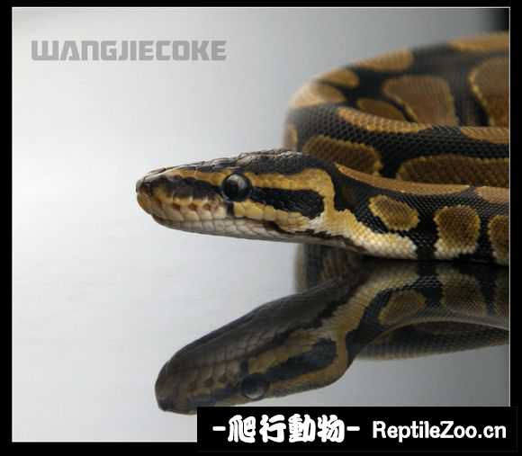 display_picture.php?url=http%3A%2F%2Fimgsa.baidu.com%2Fforum%2Fw%253D580%2Fsign%3D1a0450b2bc315c6043956be7bdb3cbe6%2Fdd16d354564e92582bf37a499c82d158cdbf4e0c.jpg