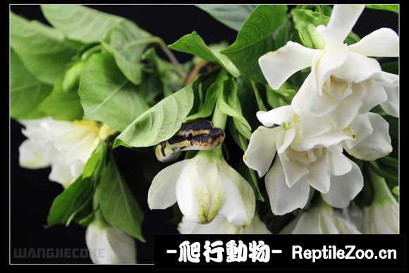 display_picture.php?url=http%3A%2F%2Fimgsa.baidu.com%2Fforum%2Fw%253D580%2Fsign%3D75f39dbb11dfa9ecfd2e561f52d1f754%2F74d906fa513d2697decef7fa55fbb2fb4316d82a.jpg
