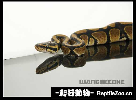 display_picture.php?url=http%3A%2F%2Fimgsa.baidu.com%2Fforum%2Fw%253D580%2Fsign%3Deb07b81c4710b912bfc1f6f6f3fcfcb5%2F02bdda3f8794a4c25b08188c0ef41bd5ad6e3927.jpg