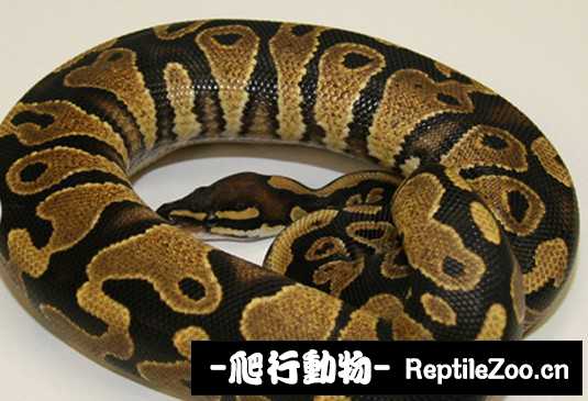 display_picture.php?url=http%3A%2F%2Fimgsa.baidu.com%2Fforum%2Fw%253D580%2Fsign%3D847a995a1a4c510faec4e21250582528%2Ffc013a9b033b5bb5cad4676c36d3d539b700bcd2.jpg