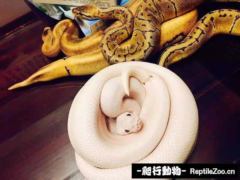 display_picture.php?url=http%3A%2F%2Fimg.xdnphb.com%2Fueditor%2Fedit%2Fupload%2Fimage%2F20160805%2F1470364798781003004.jpg