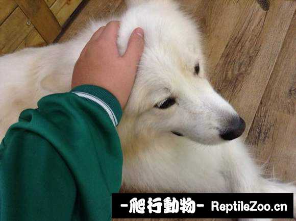 display_picture.php?url=http%3A%2F%2Fimgsa.baidu.com%2Fforum%2Fw%253D580%2Fsign%3D65faf38f7bd98d1076d40c39113fb807%2F80d238d12f2eb938d0771f81d2628535e5dd6f64.jpg
