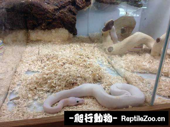 display_picture.php?url=http%3A%2F%2Fimgsa.baidu.com%2Fforum%2Fw%253D580%2Fsign%3D7018e84d7cec54e741ec1a1689389bfd%2F01578b35e5dde711c1c82685a0efce1b9d166164.jpg