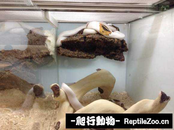 display_picture.php?url=http%3A%2F%2Fimgsa.baidu.com%2Fforum%2Fw%253D580%2Fsign%3D6926717cbf0e7bec23da03e91f2eb9fa%2F9bf7db628535e5ddb736c0ac71c6a7efce1b6264.jpg