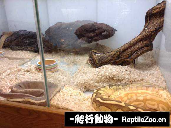 display_picture.php?url=http%3A%2F%2Fimgsa.baidu.com%2Fforum%2Fw%253D580%2Fsign%3D4ece6942263fb80e0cd161df06d12ffb%2F4f6541c2d5628535aafab75297ef76c6a7ef6364.jpg