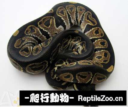 display_picture.php?url=http%3A%2F%2Fimgsa.baidu.com%2Fforum%2Fw%253D580%2Fsign%3D4788e434a0c27d1ea5263bcc2bd4adaf%2F85ef8fcb39dbb6fdc1d1b3b60d24ab18962b3749.jpg