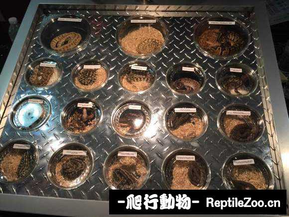display_picture.php?url=http%3A%2F%2Fimgsa.baidu.com%2Fforum%2Fw%253D580%2Fsign%3D5f982d50cd1b9d168ac79a69c3dfb4eb%2F40dbfe1f3a292df5c9a0139abf315c6035a87397.jpg