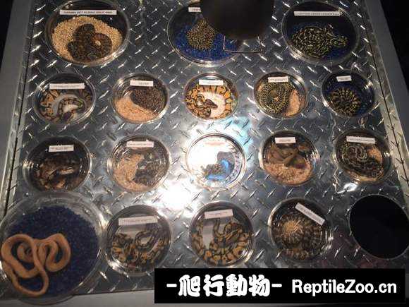 display_picture.php?url=http%3A%2F%2Fimgsa.baidu.com%2Fforum%2Fw%253D580%2Fsign%3Db8b1fc79a4efce1bea2bc8c29f50f3e8%2F58619aeef01f3a2905ab6a419a25bc315d607c97.jpg