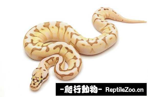 display_picture.php?url=http%3A%2F%2Fimgsa.baidu.com%2Fforum%2Fw%253D580%2Fsign%3D4ee1774f71cf3bc7e800cde4e101babd%2Fa6be4910b912c8fcea267d8ffd039245d7882154.jpg