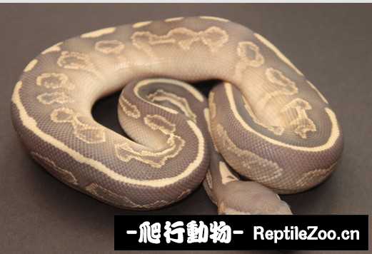 display_picture.php?url=http%3A%2F%2Fimgsa.baidu.com%2Fforum%2Fw%253D580%2Fsign%3De61e79734b90f60304b09c4f0913b370%2F2c2c8818367adab42671ee018ad4b31c8601e481.jpg