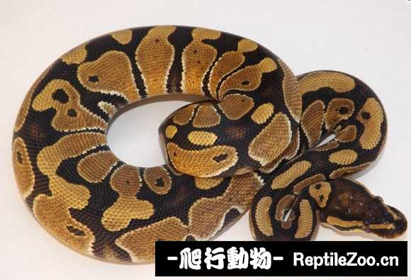 display_picture.php?url=http%3A%2F%2Fimgsa.baidu.com%2Fforum%2Fw%253D580%2Fsign%3Dc8025143c995d143da76e42b43f18296%2F703a45fbfbedab6489eaf080f636afc378311e8f.jpg