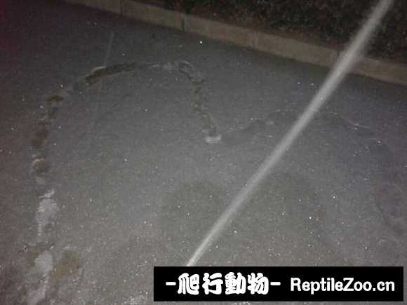 display_picture.php?url=http%3A%2F%2Fimgsa.baidu.com%2Fforum%2Fw%253D580%2Fsign%3D50811a7c91ef76c6d0d2fb23ad17fdf6%2F27ebba8f8c5494ee4543c7442cf5e0fe98257ec4.jpg