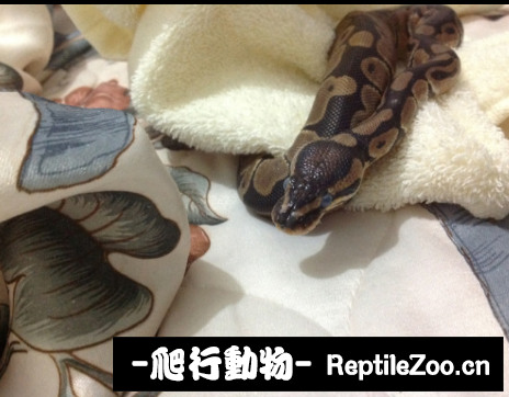 display_picture.php?url=http%3A%2F%2Fimgsa.baidu.com%2Fforum%2Fw%253D580%2Fsign%3D310d499642166d223877159c76220945%2F4c177c0e0cf3d7ca1f3df12bf31fbe096a63a95e.jpg