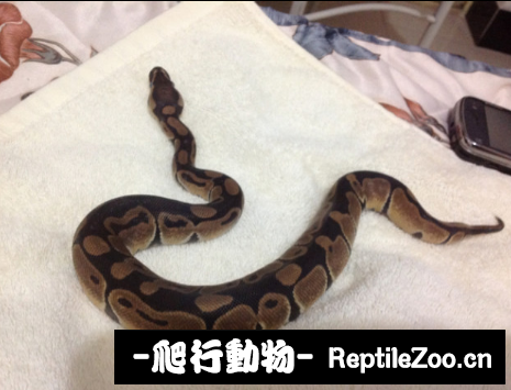 display_picture.php?url=http%3A%2F%2Fimgsa.baidu.com%2Fforum%2Fw%253D580%2Fsign%3D782c5faf7c1ed21b79c92eed9d6fddae%2F55fe37dbb6fd52662faef249aa18972bd5073698.jpg