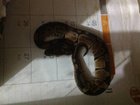 display_picture.php?url=http%3A%2F%2Fimgsa.baidu.com%2Fforum%2Fw%253D580%2Fsign%3D99378ddfca1349547e1ee86c664f92dd%2F67eb9282d158ccbfab69806418d8bc3eb0354148.jpg