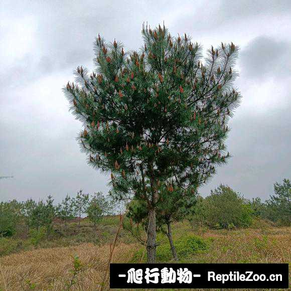 163511powdx9xeq1l0ynzv.jpg