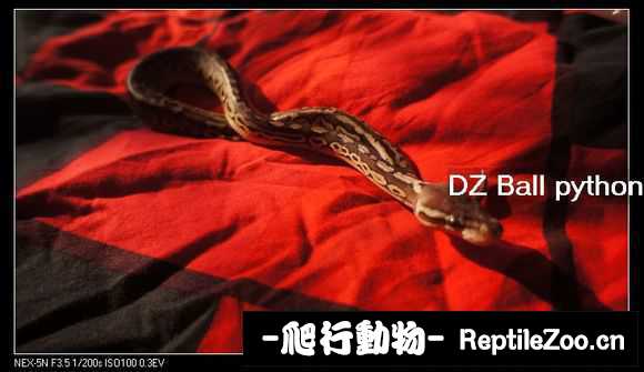 display_picture.php?url=http%3A%2F%2Fimgsa.baidu.com%2Fforum%2Fw%253D580%2Fsign%3D15d2604c9e510fb37819779fe932c893%2F797edf1373f08202a9b0bfca4bfbfbedaa641bde.jpg