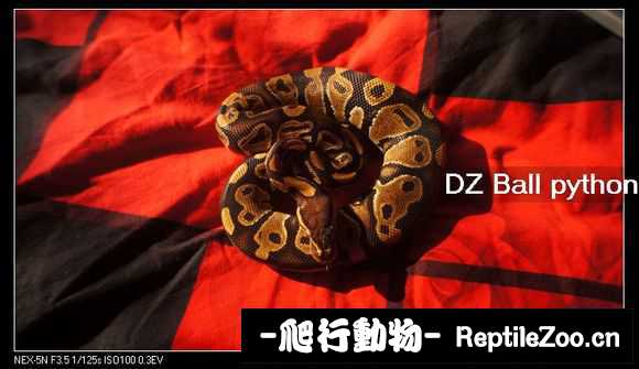 display_picture.php?url=http%3A%2F%2Fimgsa.baidu.com%2Fforum%2Fw%253D580%2Fsign%3Dc63388d6b07eca80120539efa1229712%2F79015782b2b7d0a278d62a68cbef76094a369ad9.jpg