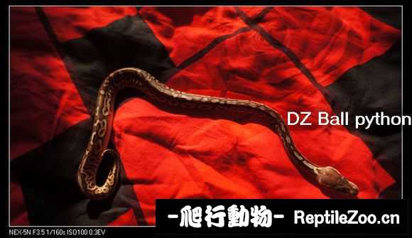 display_picture.php?url=http%3A%2F%2Fimgsa.baidu.com%2Fforum%2Fw%253D580%2Fsign%3D2391d0d649540923aa696376a259d1dc%2F48b7df58ccbf6c812e2a021dbc3eb13532fa40df.jpg