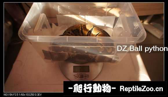 display_picture.php?url=http%3A%2F%2Fimgsa.baidu.com%2Fforum%2Fw%253D580%2Fsign%3D87e7ccef6059252da3171d0c049a032c%2F1ddf1bce36d3d539e81e21363a87e950342ab0dd.jpg