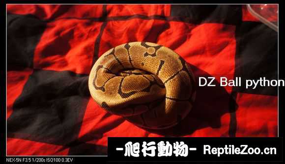 display_picture.php?url=http%3A%2F%2Fimgsa.baidu.com%2Fforum%2Fw%253D580%2Fsign%3D86b7600e0a46f21fc9345e5bc6256b31%2F5371e5f81a4c510f8884ccef6059252dd52aa5bc.jpg
