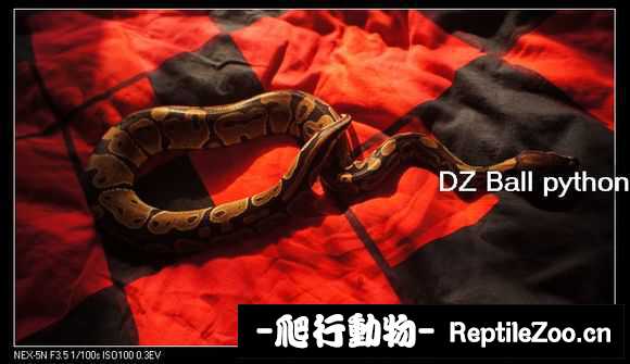 display_picture.php?url=http%3A%2F%2Fimgsa.baidu.com%2Fforum%2Fw%253D580%2Fsign%3D06506335f736afc30e0c3f6d8318eb85%2F979c8c26cffc1e178f9da2c44a90f603728de9de.jpg