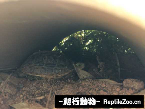 191032hue82bopp8pub646.jpg