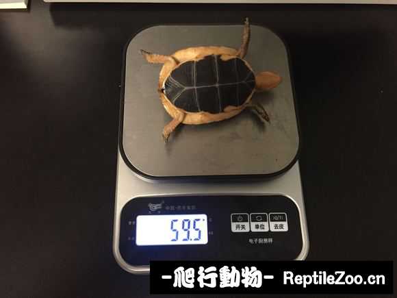 191049bzlai95pxcso9uec.jpg