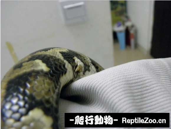 display_picture.php?url=http%3A%2F%2Fimgsa.baidu.com%2Fforum%2Fw%253D580%2Fsign%3D6c460fbf8326cffc692abfba89014a7d%2Fa7b8a7773912b31b6b52b40f8718367adab4e194.jpg