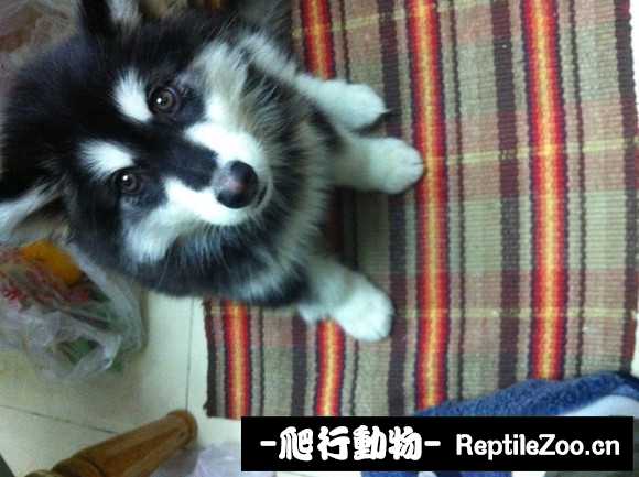 display_picture.php?url=http%3A%2F%2Fimgsa.baidu.com%2Fforum%2Fw%253D580%2Fsign%3D83ed3a8920a446237ecaa56aa8207246%2F03ff75cb0a46f21f50c61ea0f6246b600d33ae0d.jpg