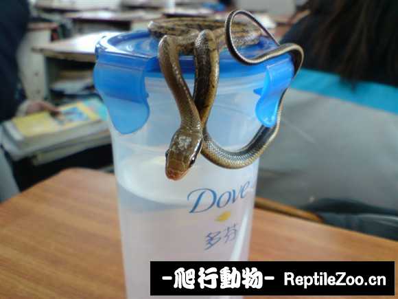 display_picture.php?url=http%3A%2F%2Fimgsa.baidu.com%2Fforum%2Fw%253D580%2Fsign%3D00a8778c78f0f736d8fe4c093a57b382%2F63704da98226cffcb5dbfe41b9014a90f703ea02.jpg